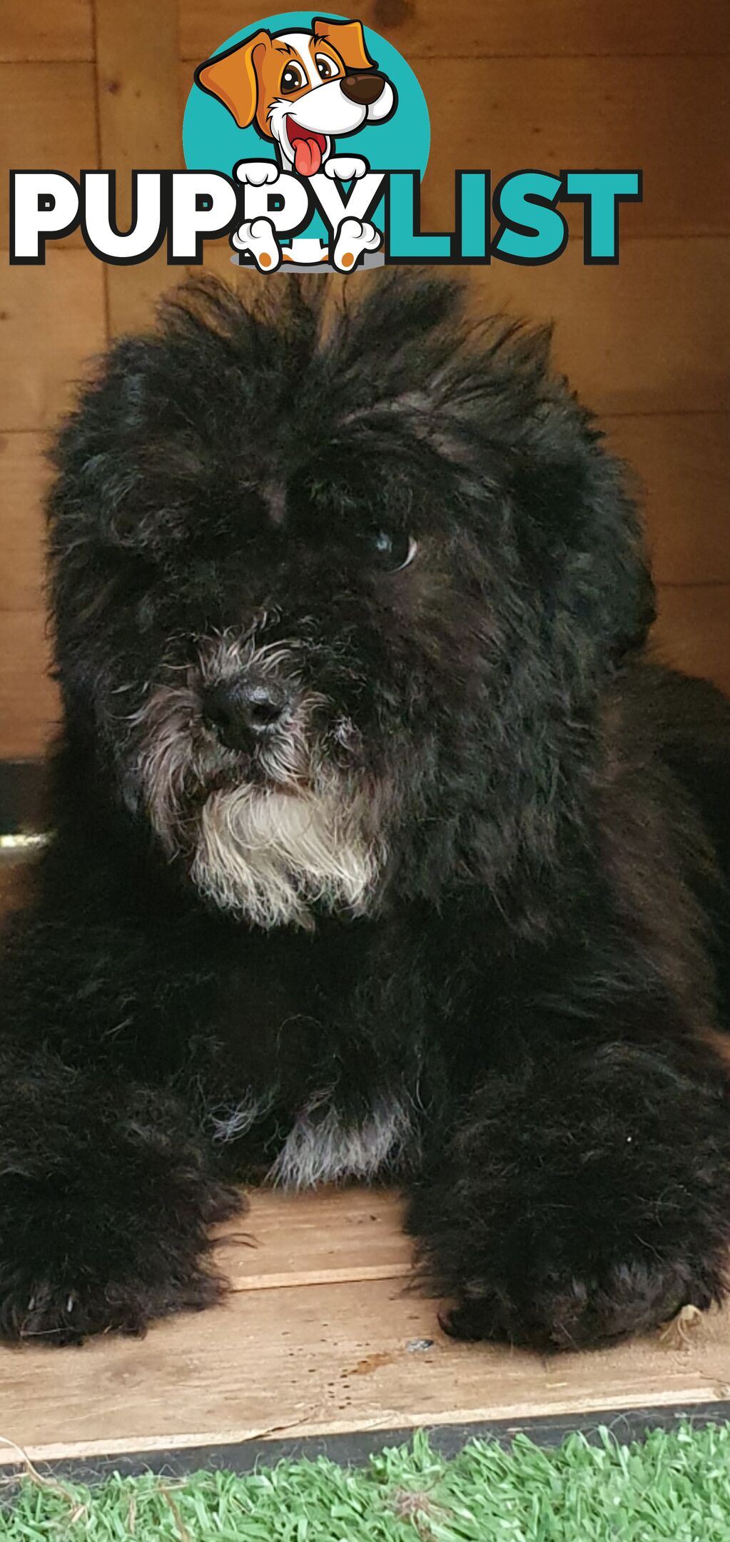 Stunning toy poodle x shihtzu