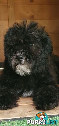 Stunning toy poodle x shihtzu