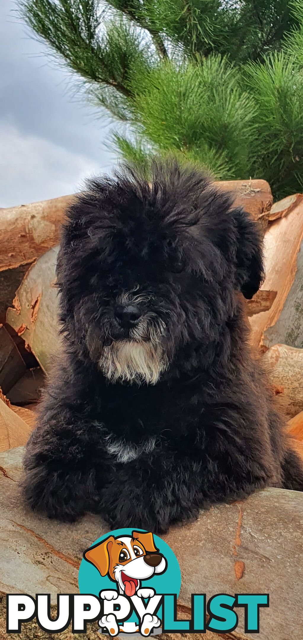 Stunning toy poodle x shihtzu