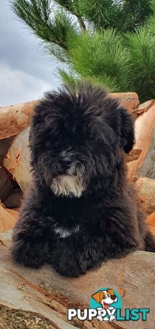 Stunning toy poodle x shihtzu