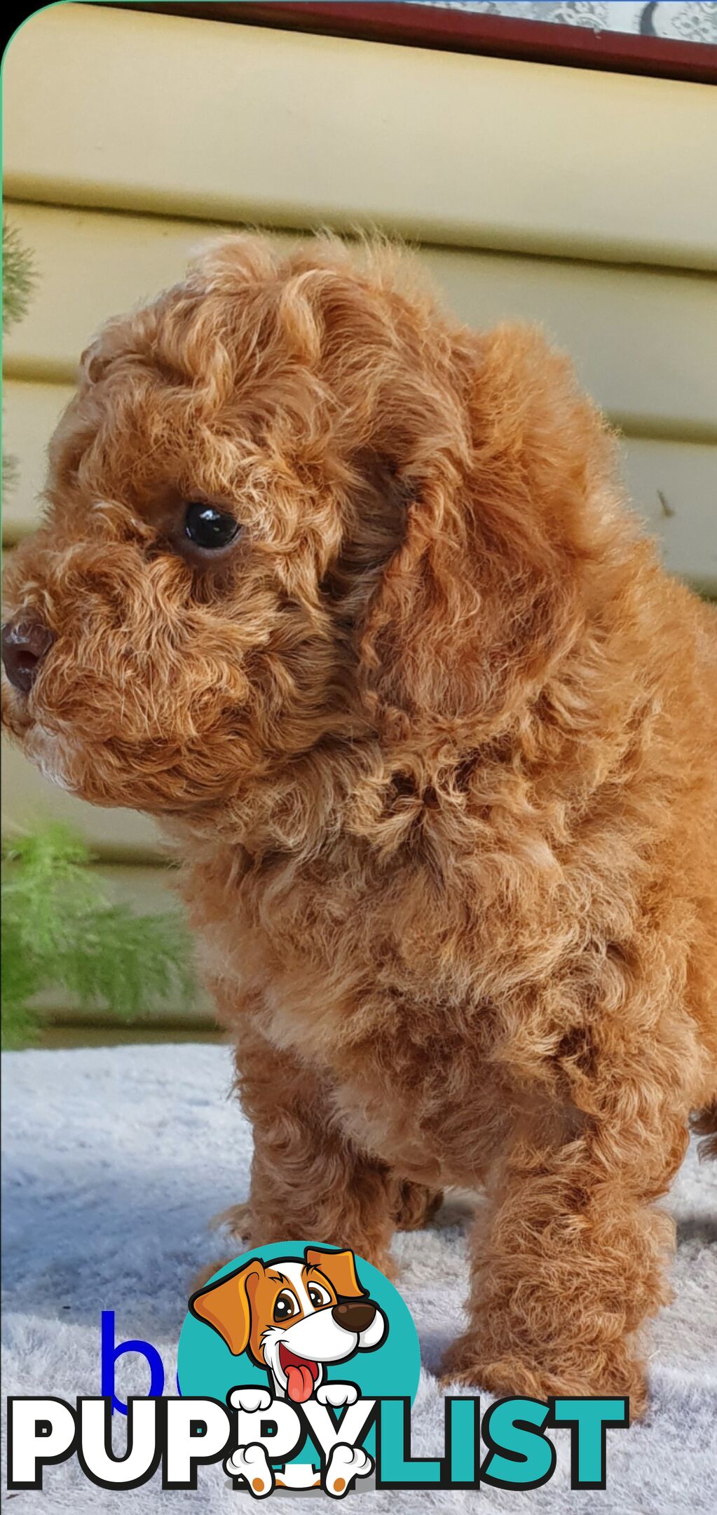 Stunning toy poodle x shihtzu