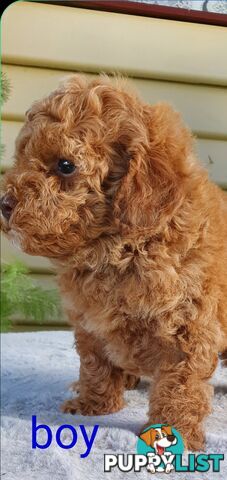 Stunning toy poodle x shihtzu