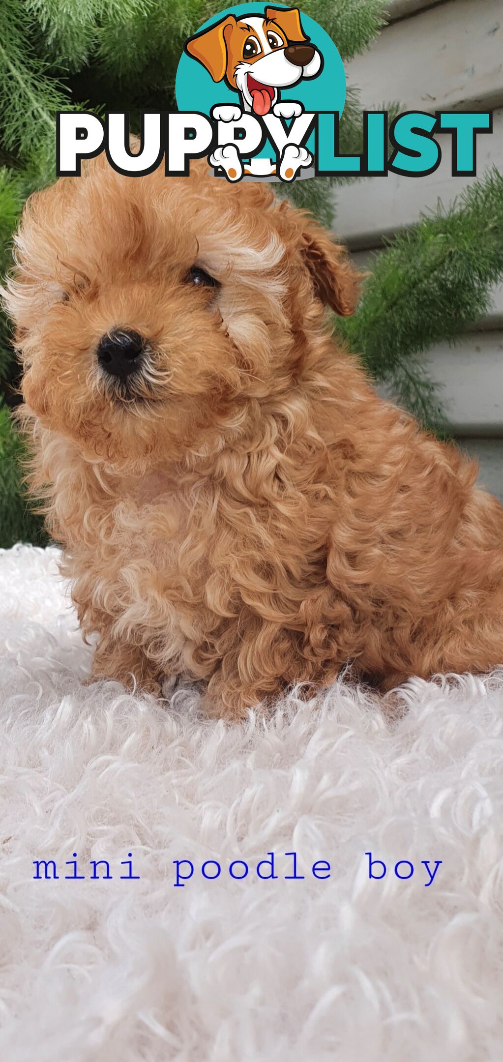 Toy poodle