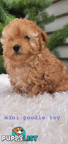 Toy poodle