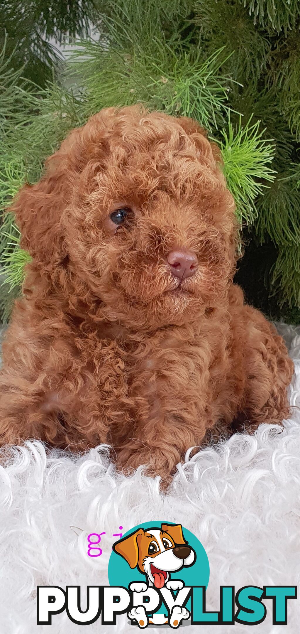 Toy poodle