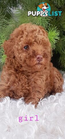 Toy poodle