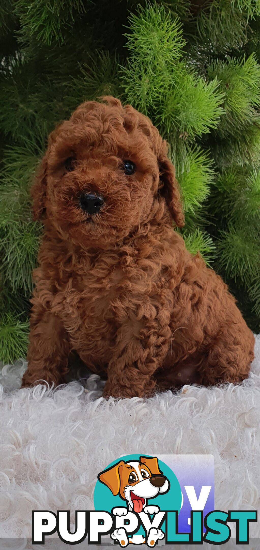 Toy poodle