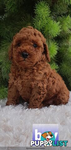 Toy poodle