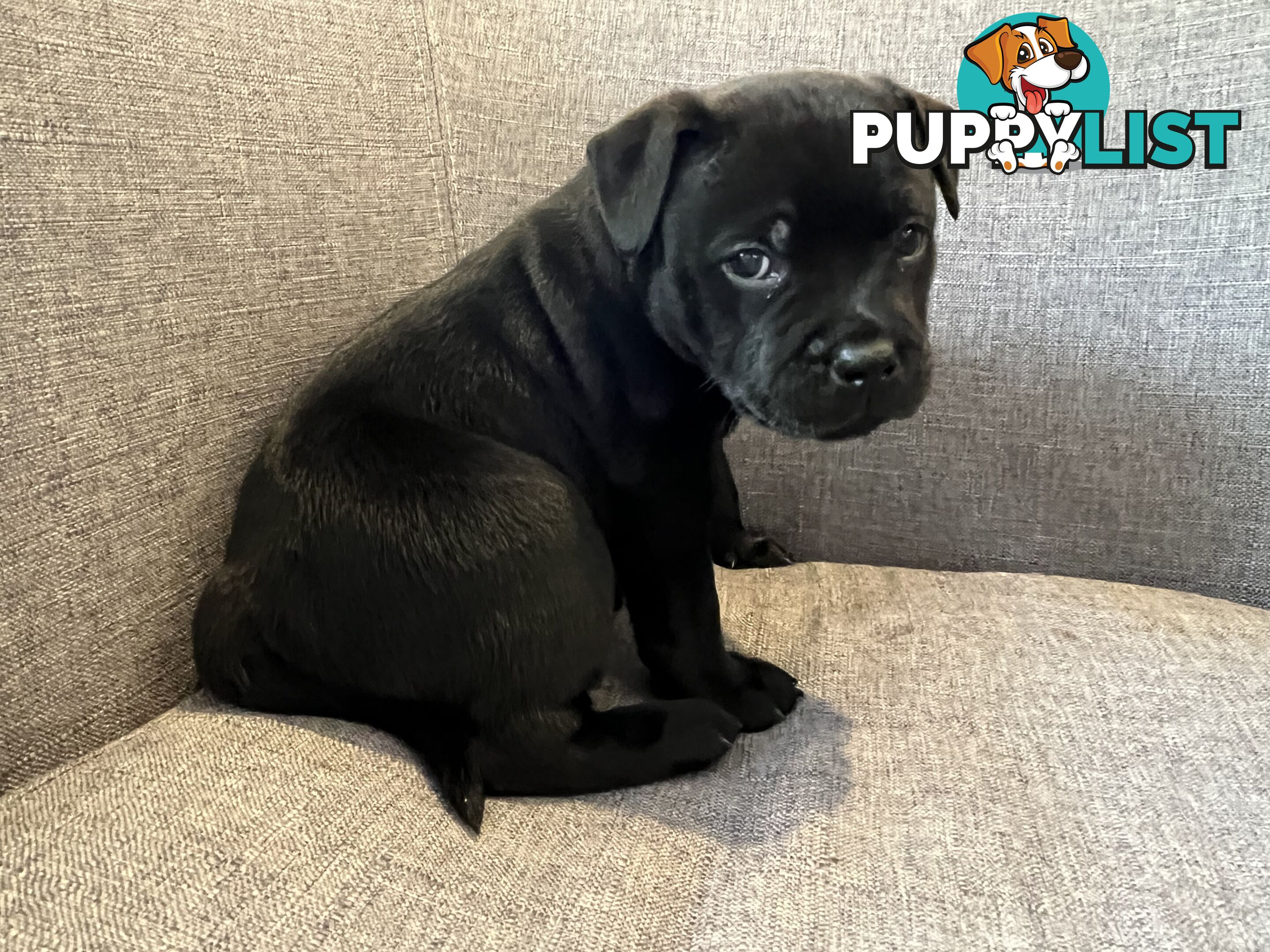 Staffordshire bull terrier puppies