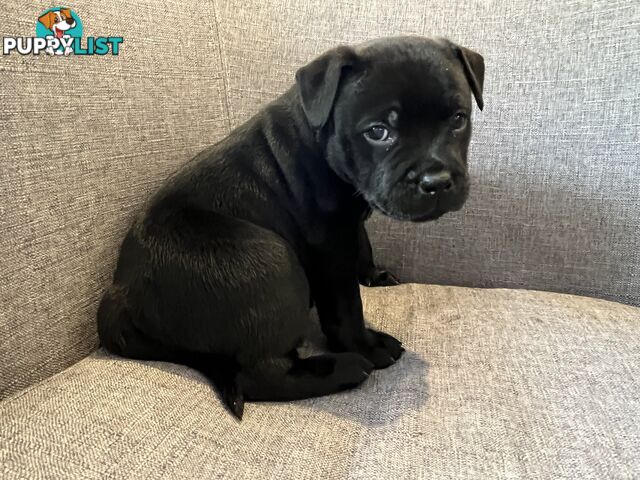 Staffordshire bull terrier puppies