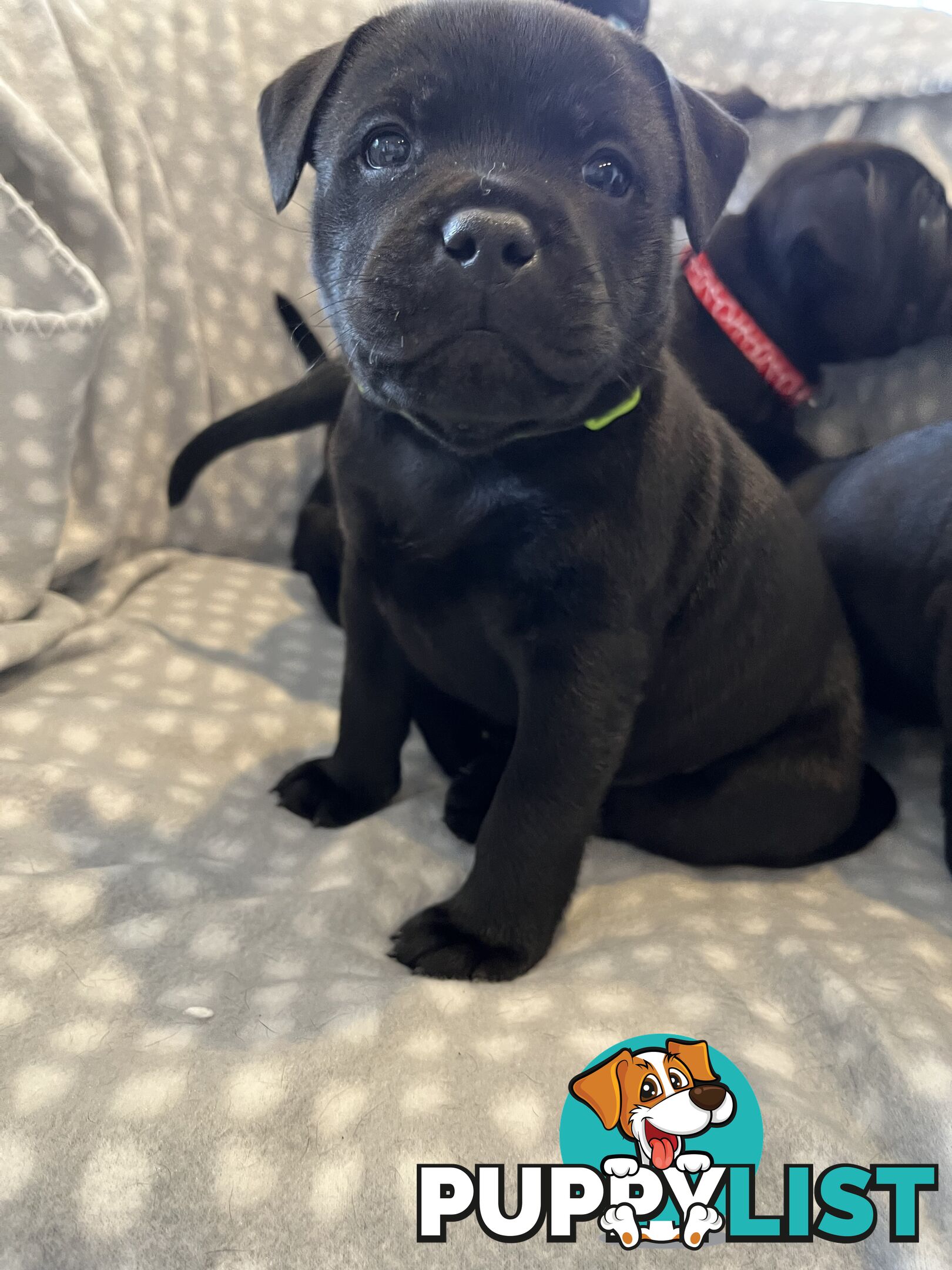 Staffordshire bull terrier puppies