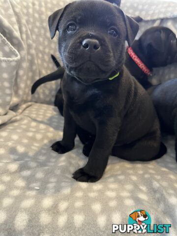 Staffordshire bull terrier puppies