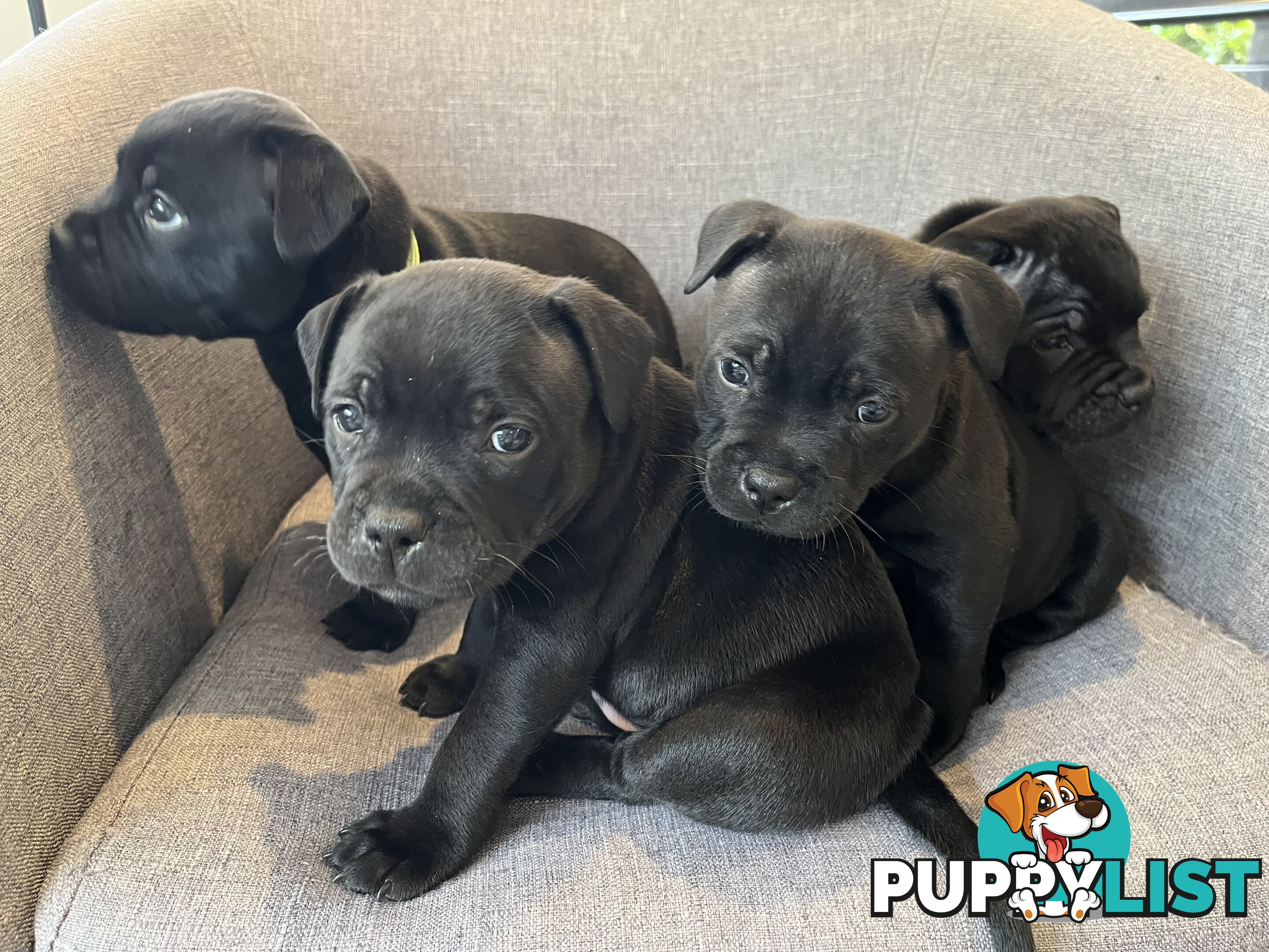 Staffordshire bull terrier puppies