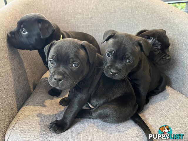 Staffordshire bull terrier puppies