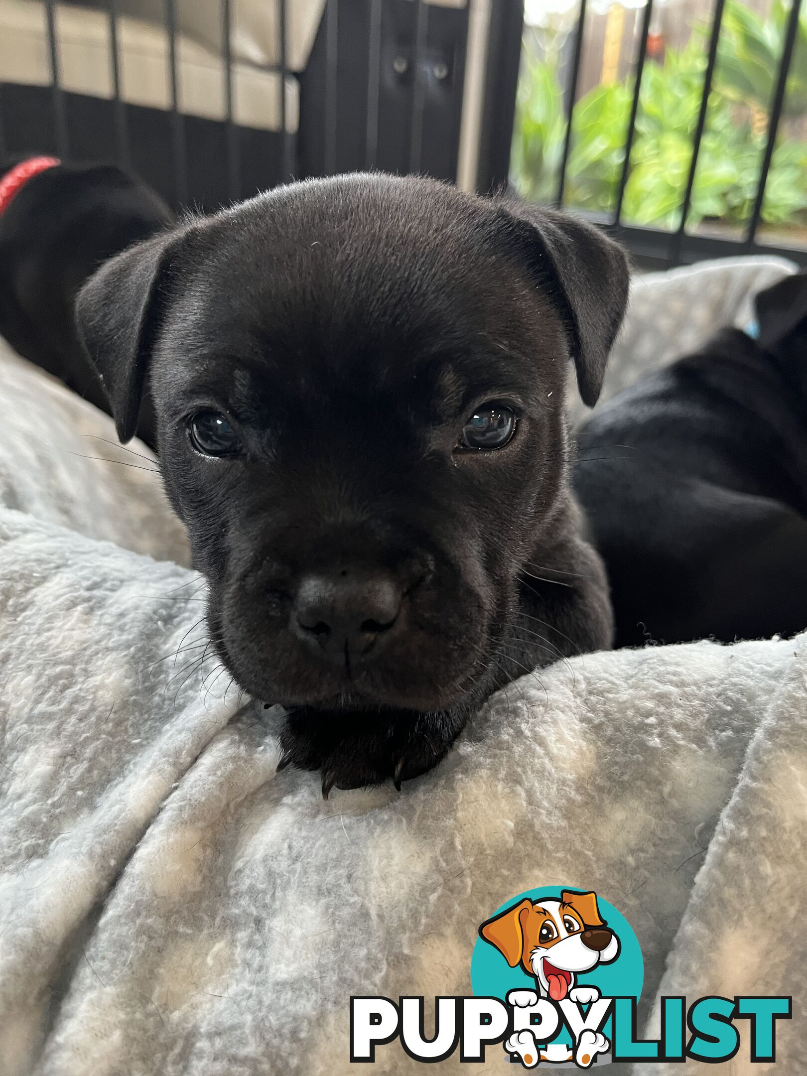 Staffordshire bull terrier puppies
