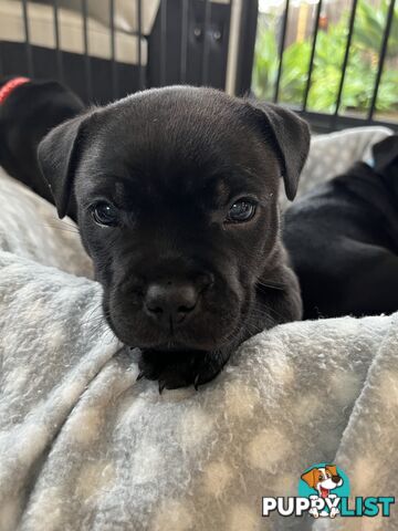 Staffordshire bull terrier puppies