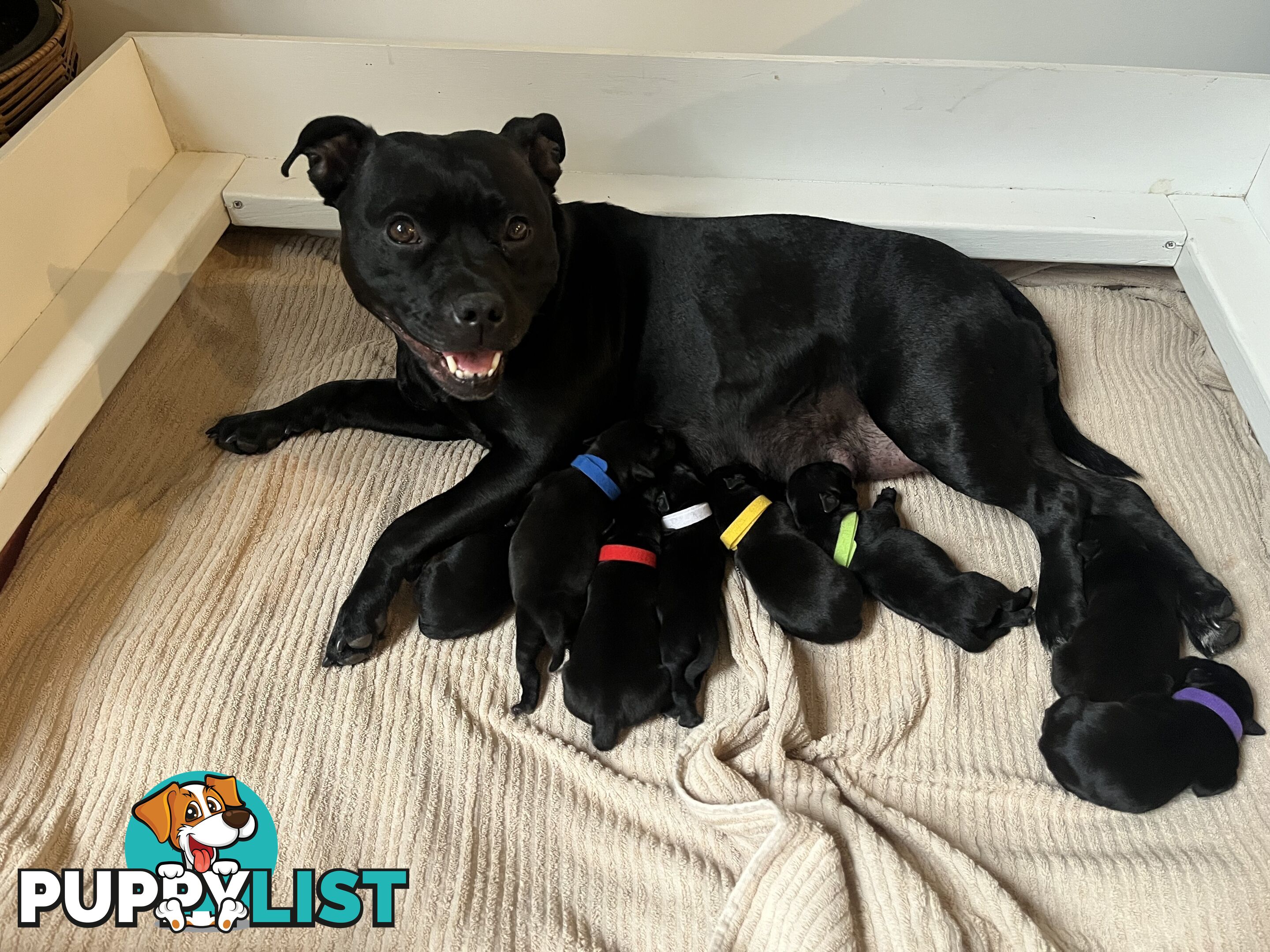 Staffordshire bull terrier puppies