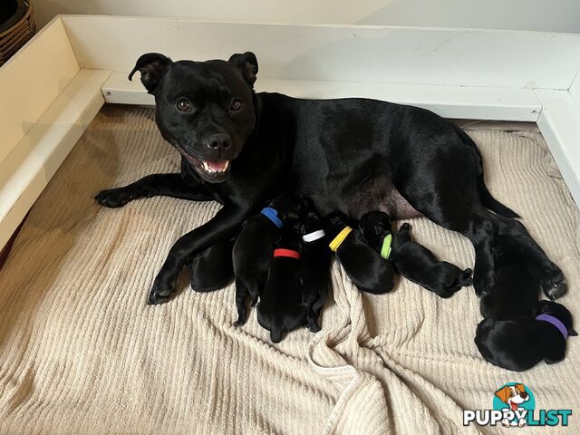 Staffordshire bull terrier puppies
