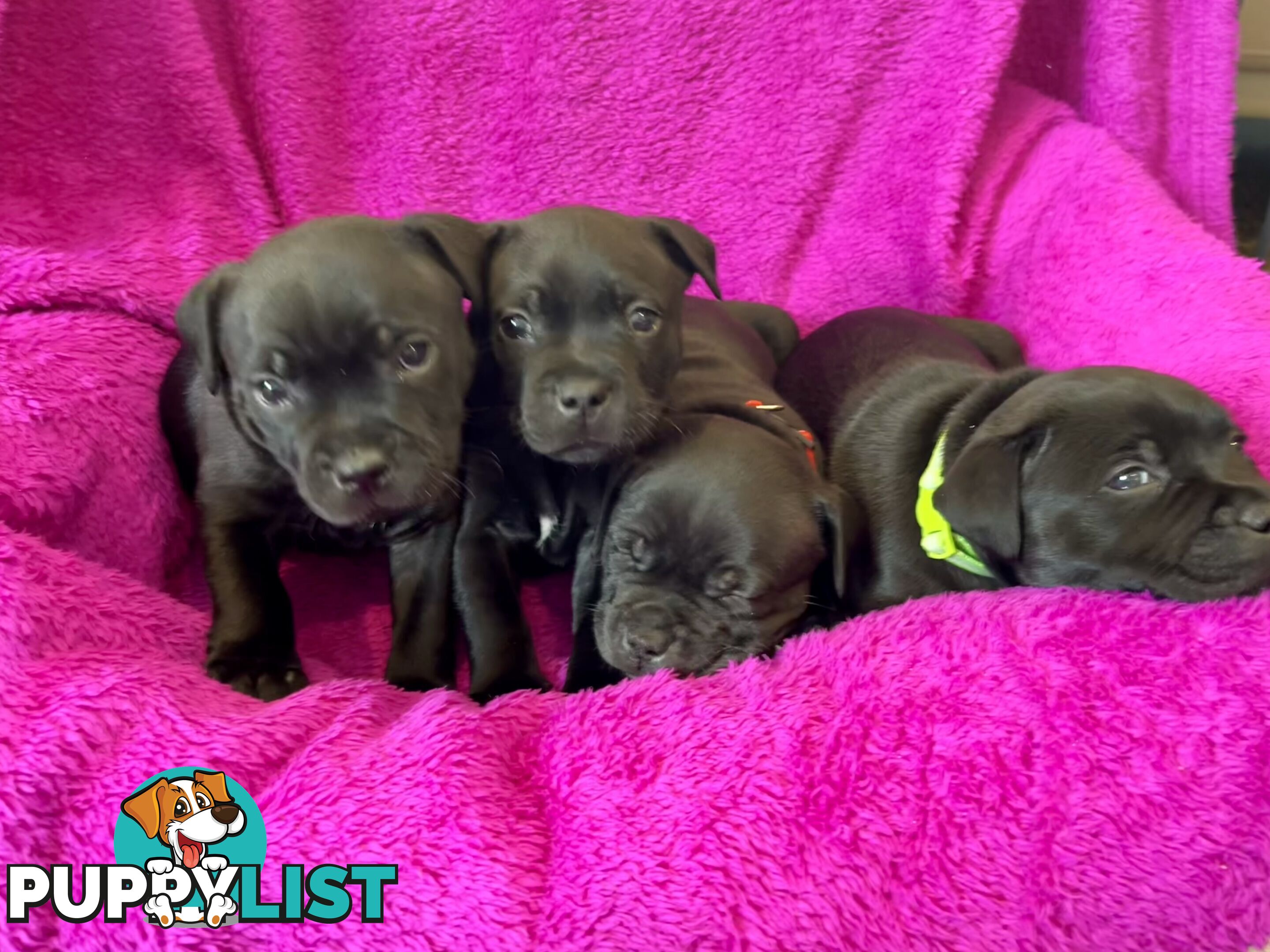 Staffordshire bull terrier puppies