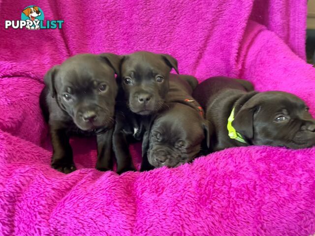 Staffordshire bull terrier puppies