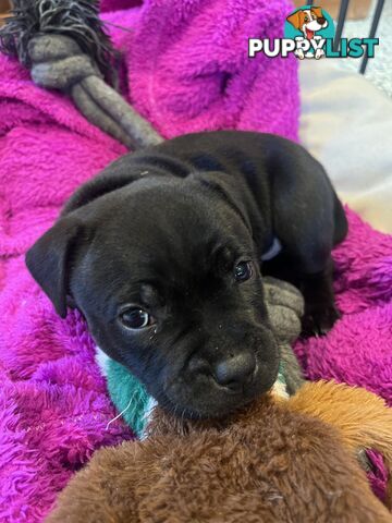 Staffordshire bull terrier puppies