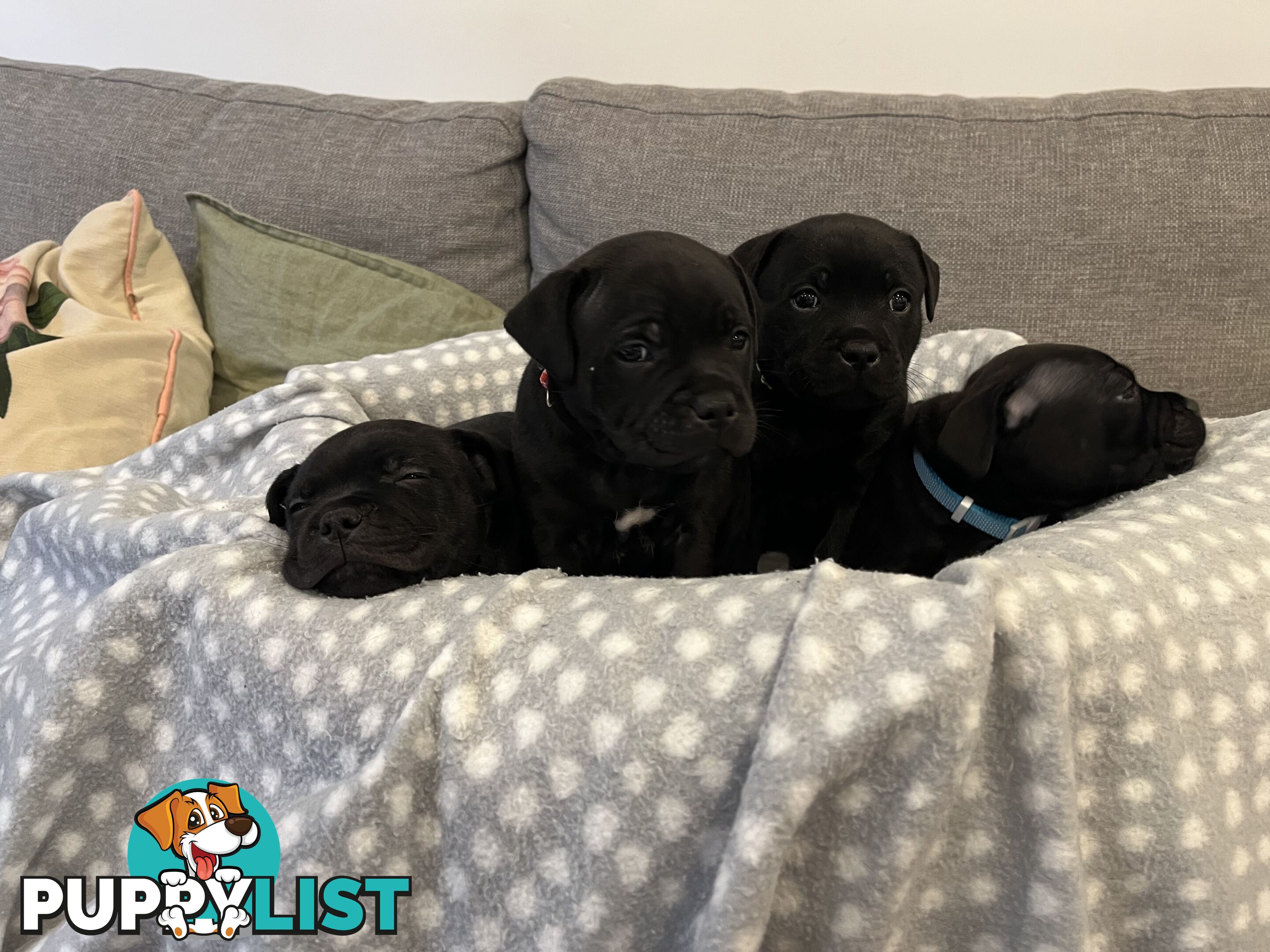 Staffordshire bull terrier puppies