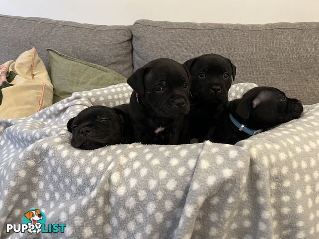 Staffordshire bull terrier puppies
