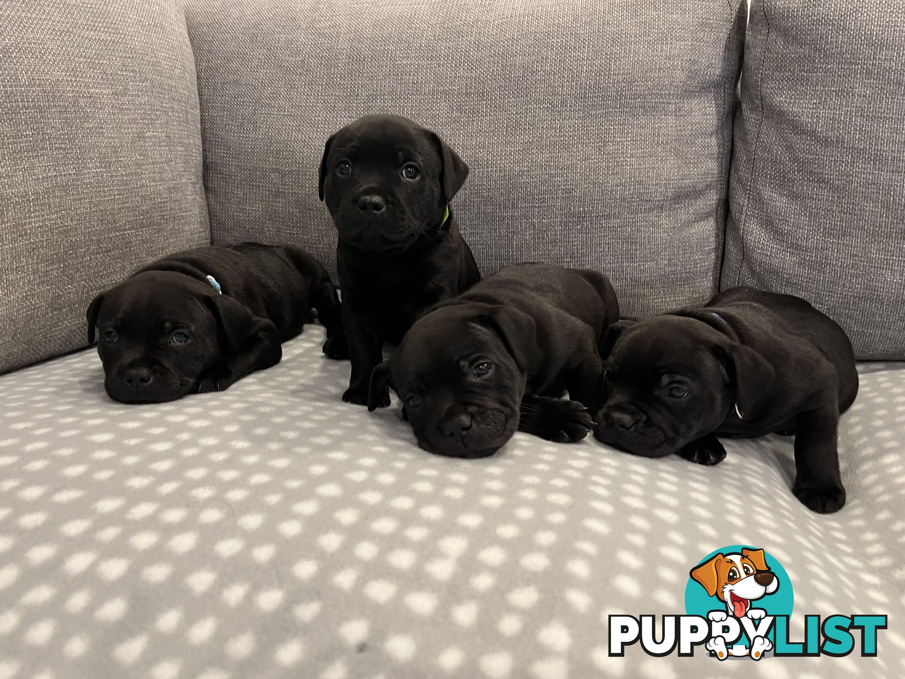 Staffordshire bull terrier puppies