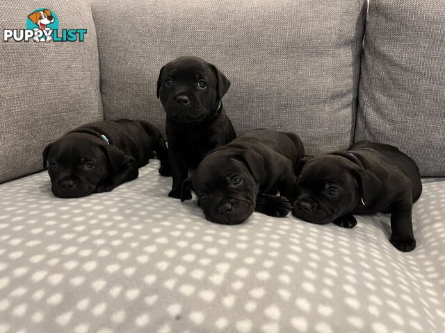 Staffordshire bull terrier puppies