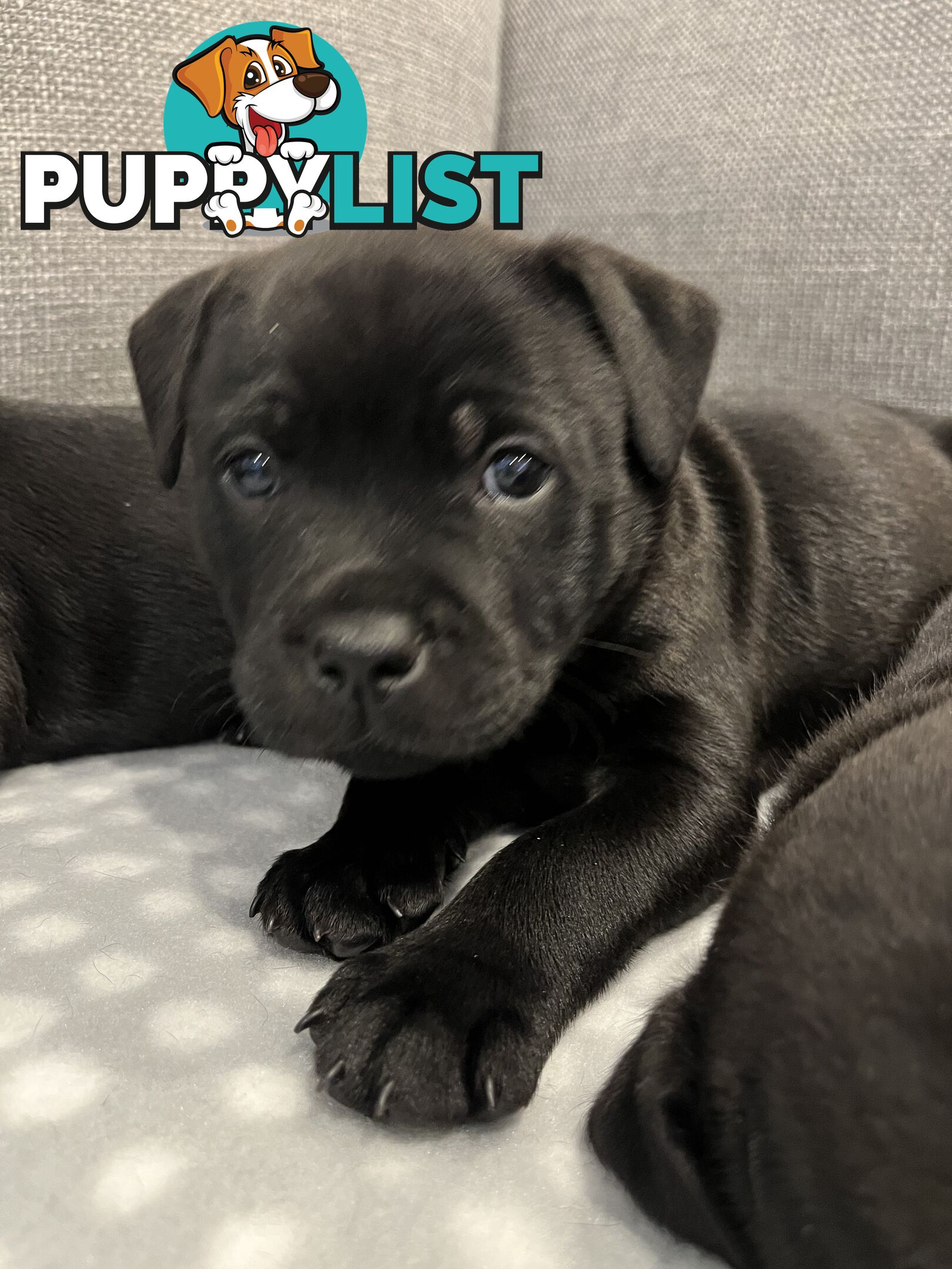 Staffordshire bull terrier puppies