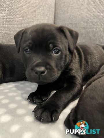 Staffordshire bull terrier puppies
