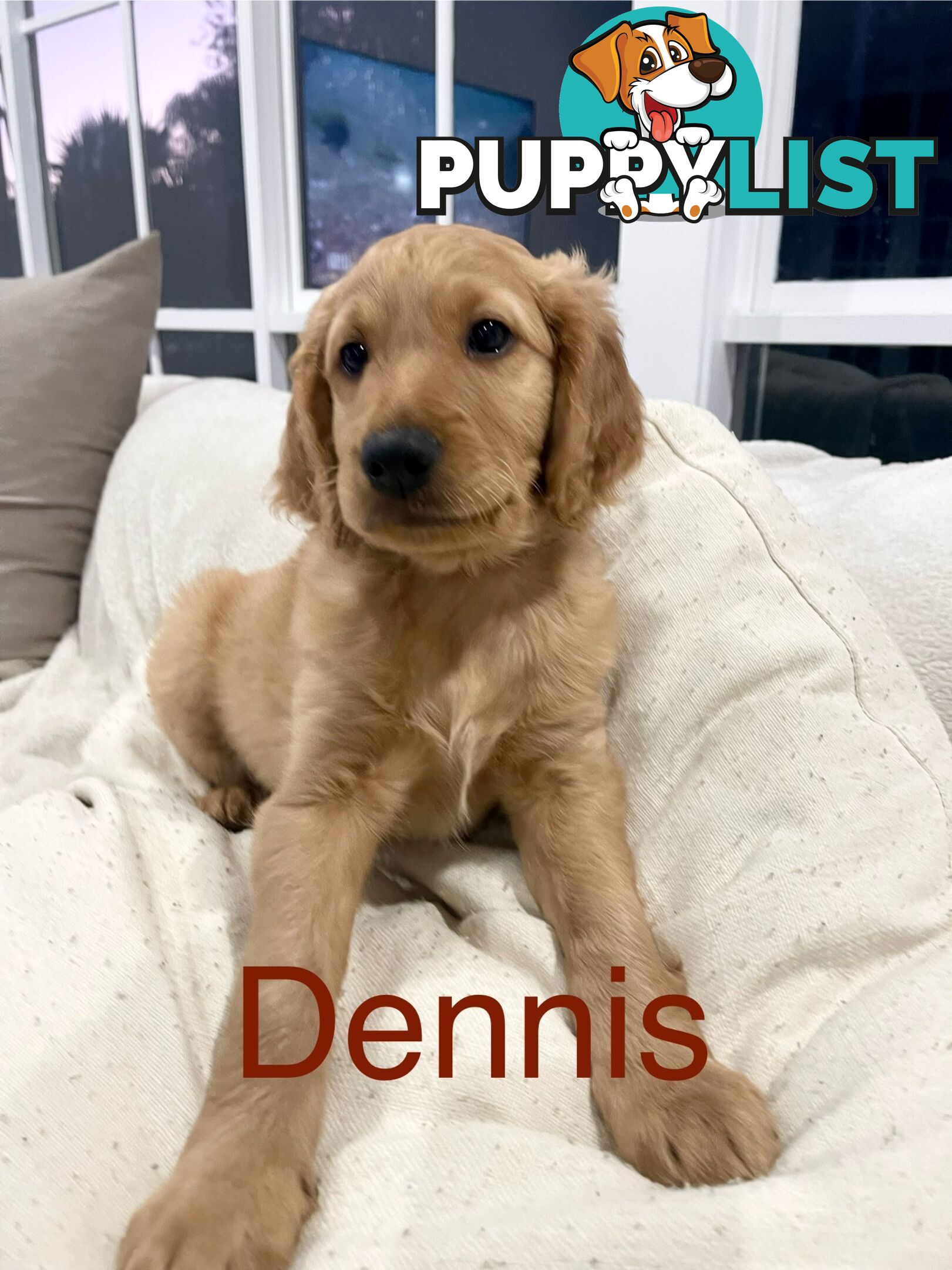 Groodle puppie “Dennis”