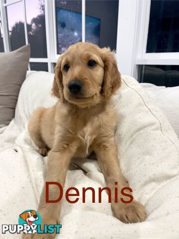 Groodle puppie “Dennis”