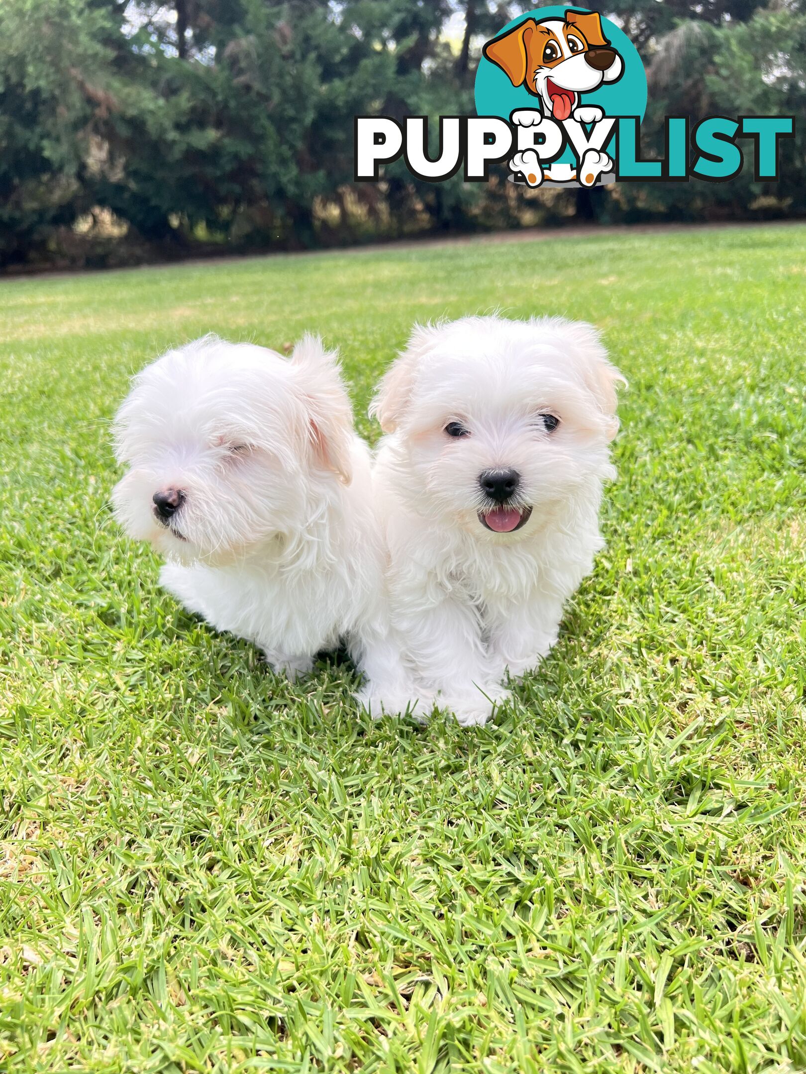 Maltese Puppies - Pure bred