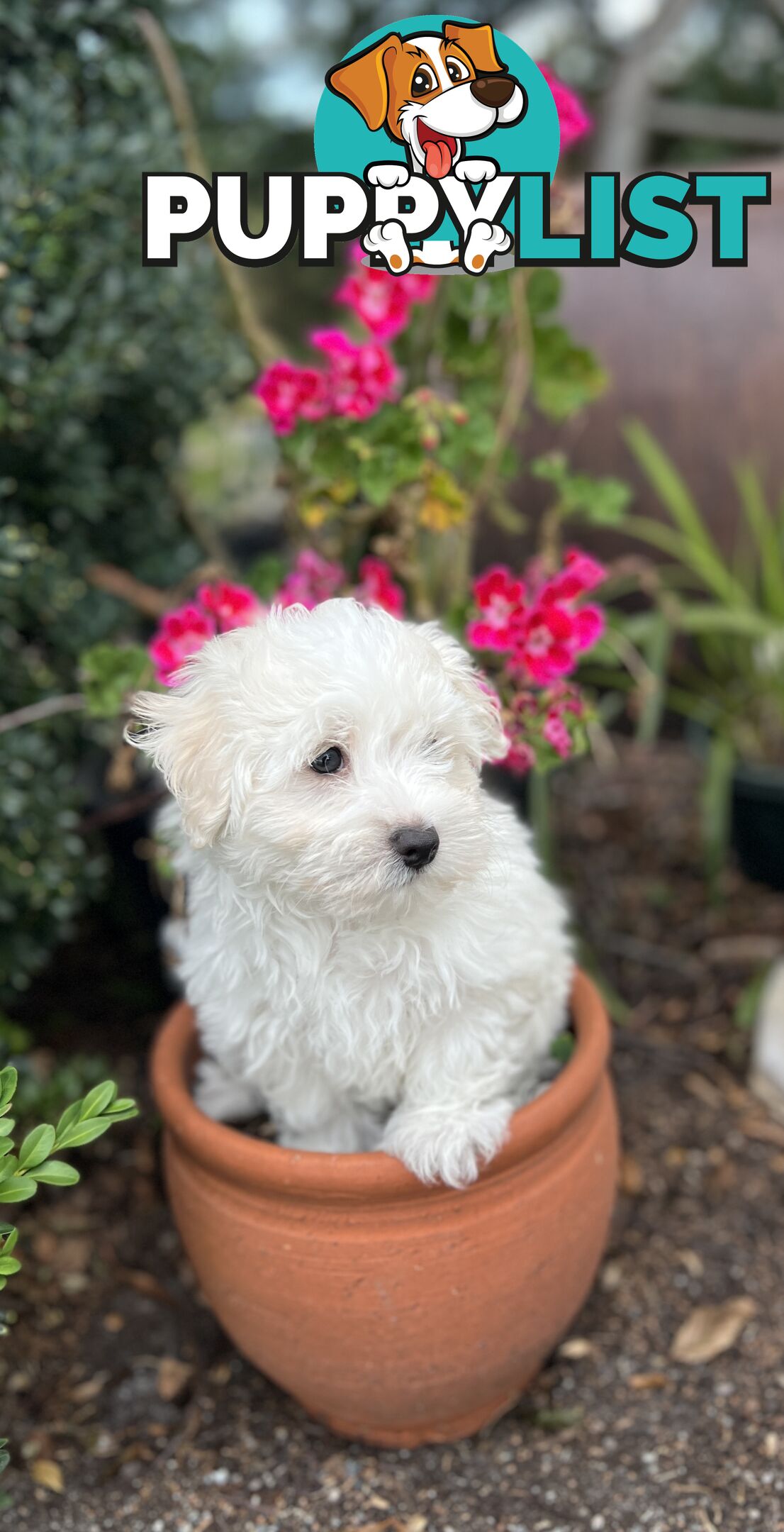 Maltese Puppies - Pure bred