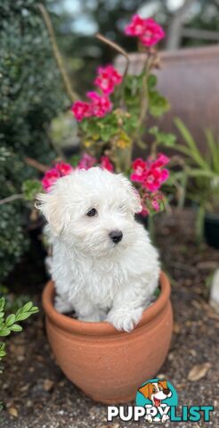 Maltese Puppies - Pure bred