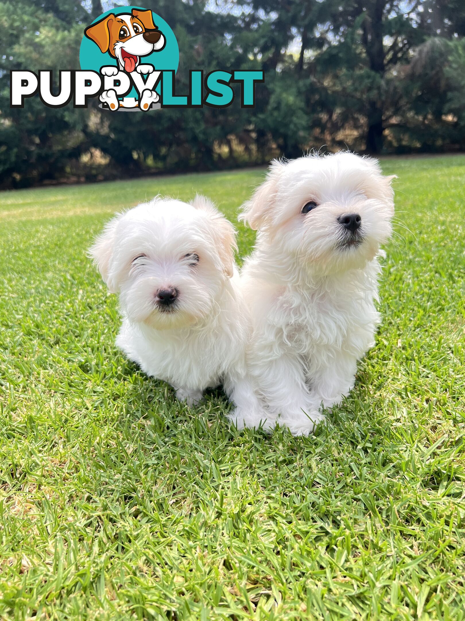 Maltese Puppies - Pure bred