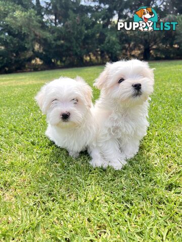 Maltese Puppies - Pure bred