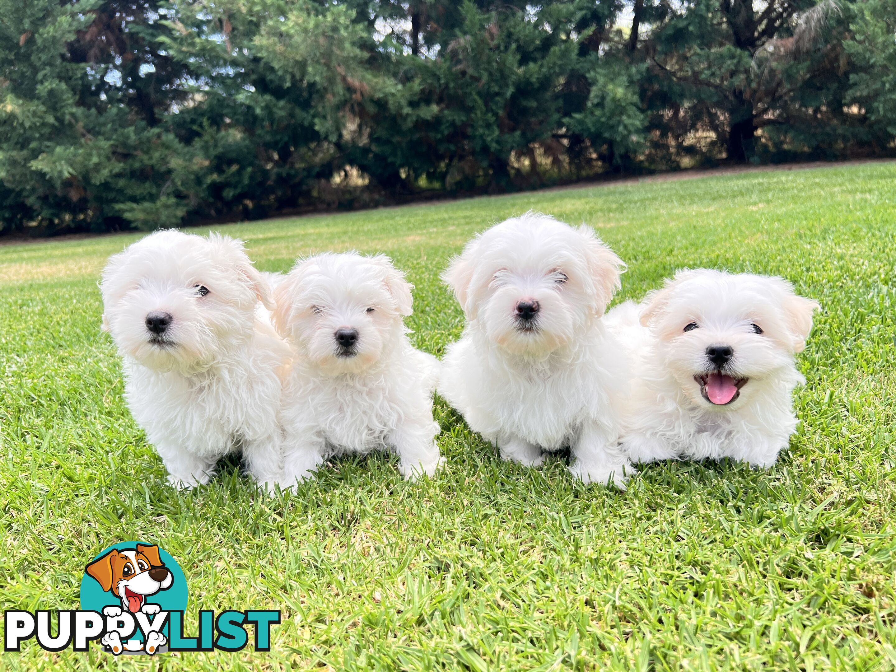 Maltese Puppies - Pure bred