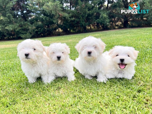 Maltese Puppies - Pure bred