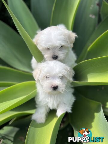 MALTESE Puppies 🐶