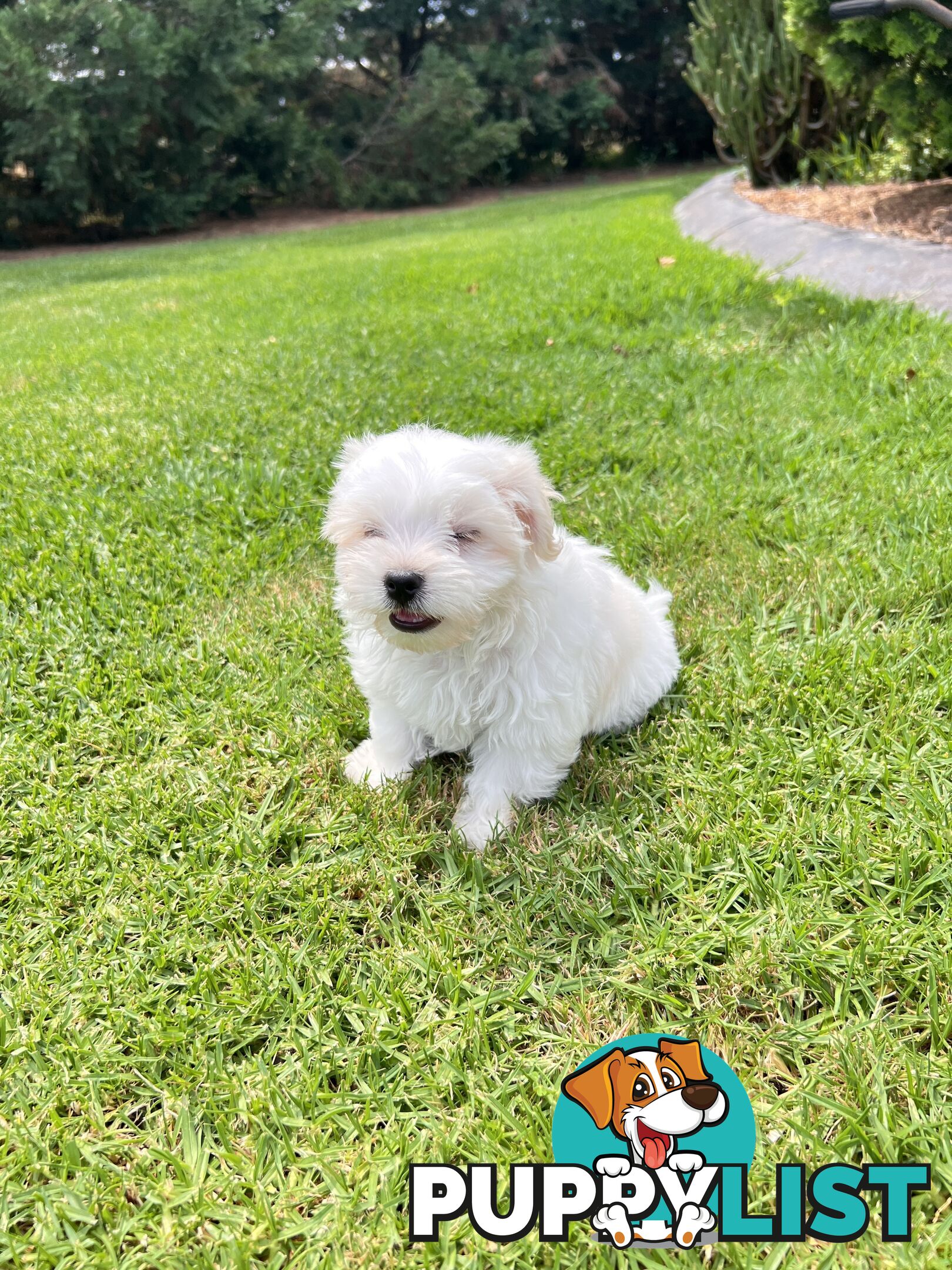 Maltese Puppies - Pure bred