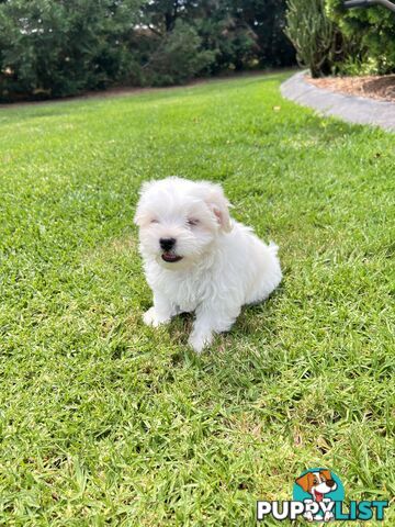 Maltese Puppies - Pure bred