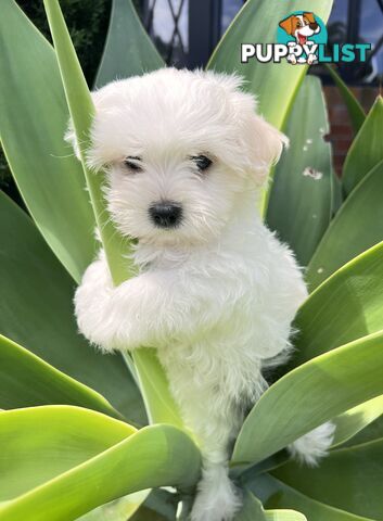 MALTESE Puppies 🐶