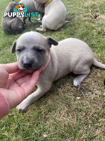 6 whippet puppies for sale