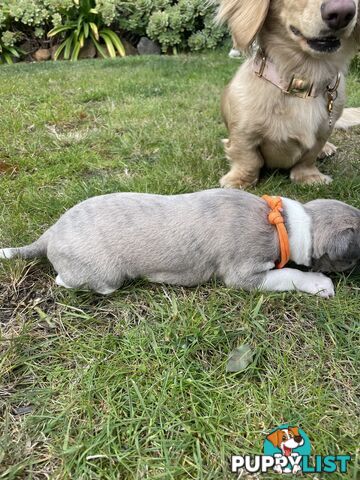 6 whippet puppies for sale