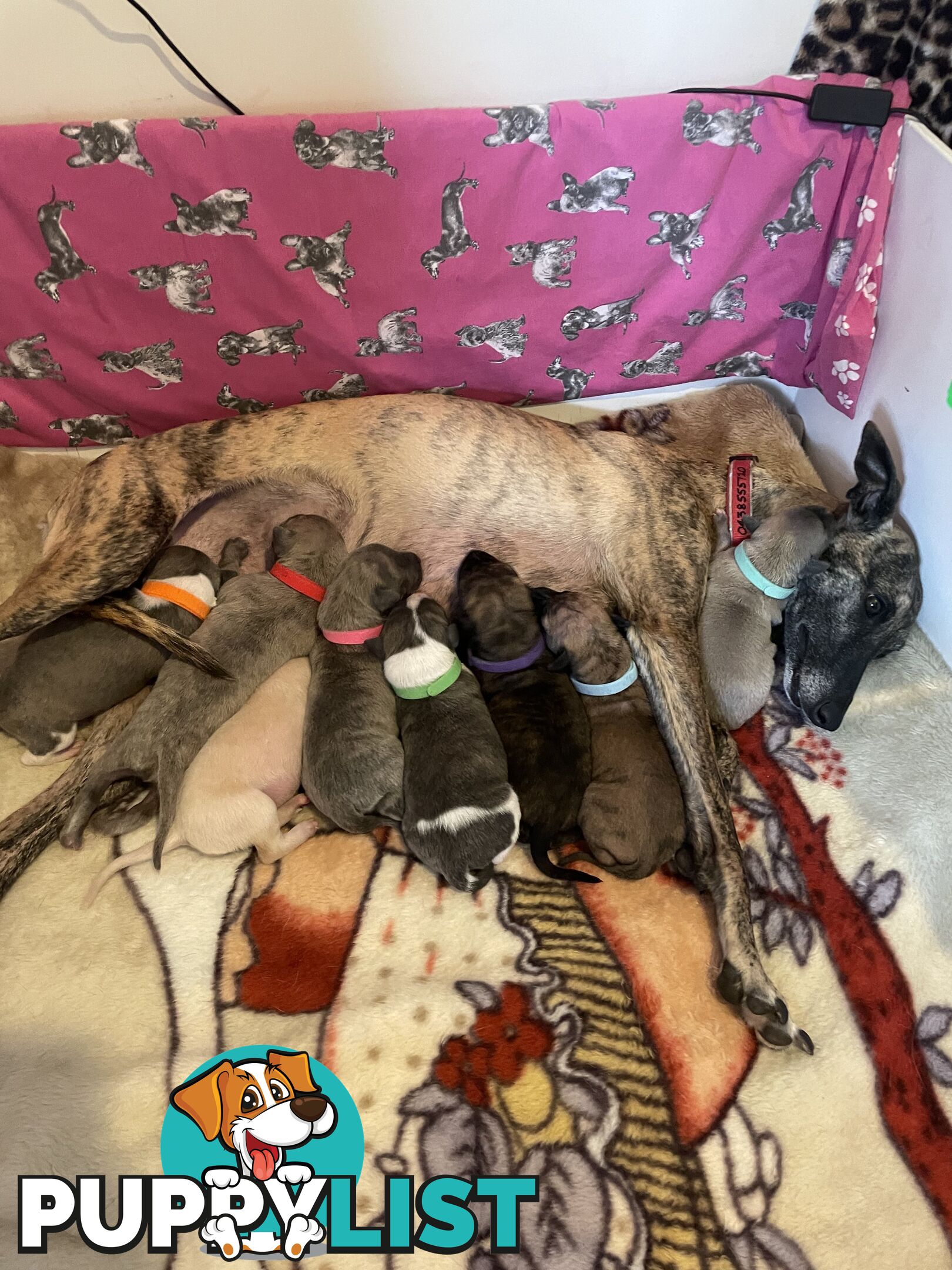 6 whippet puppies for sale