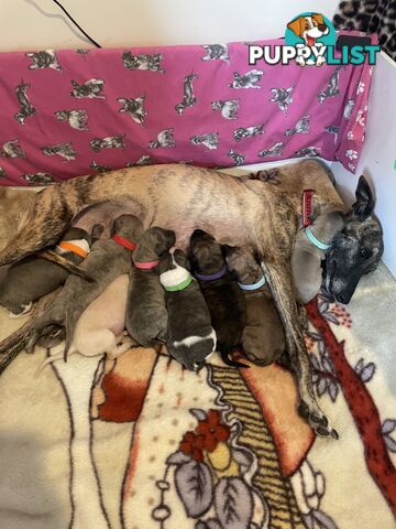 6 whippet puppies for sale