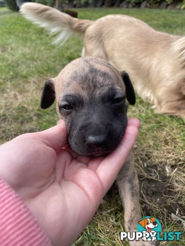 6 whippet puppies for sale