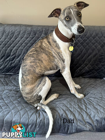 6 whippet puppies for sale